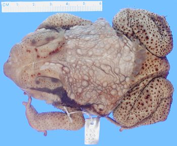 Media type: image; Herpetology A-3689